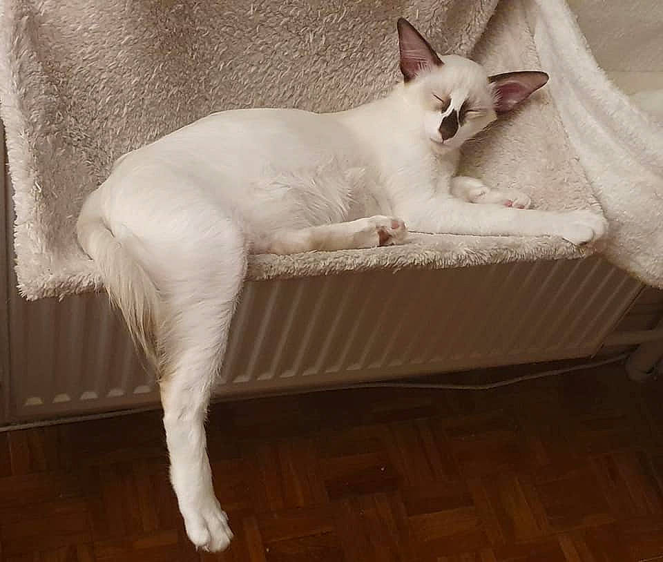 Rajah participe au concours pour gagner de l'argent avec cette photo : carnivore, cat, comfort, domestic_short_haired_cat, felidae, floor, flooring, fur, hardwood, laminate_flooring, mammal, small_to_medium_sized_cats, snout, tail, vertebrate, whiskers, wood, wood_flooring, wood_stain