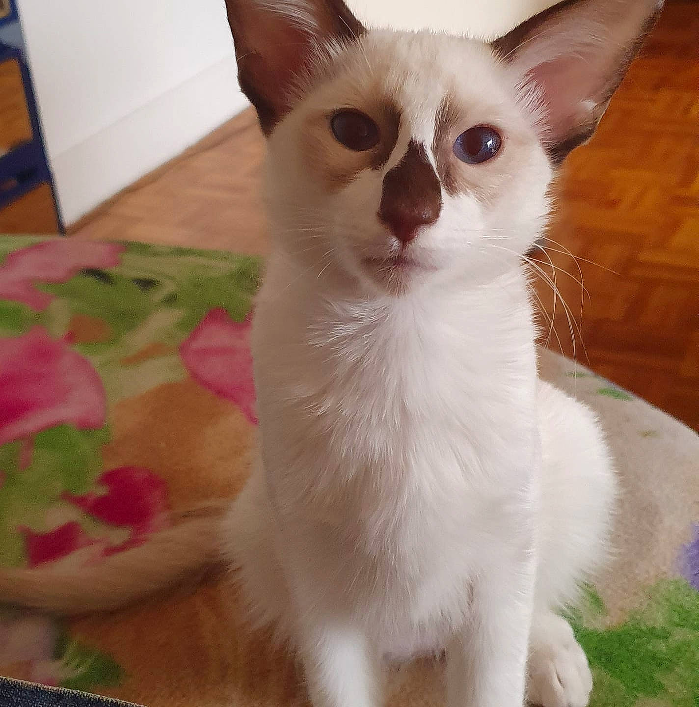 Rajah a rejoint le concours — aidez-le/la à gagner de superbes lots ! carnivore, cat, facial_expression, fawn, felidae, fur, paw, small_to_medium_sized_cats, snout, tail, vertebrate, whiskers