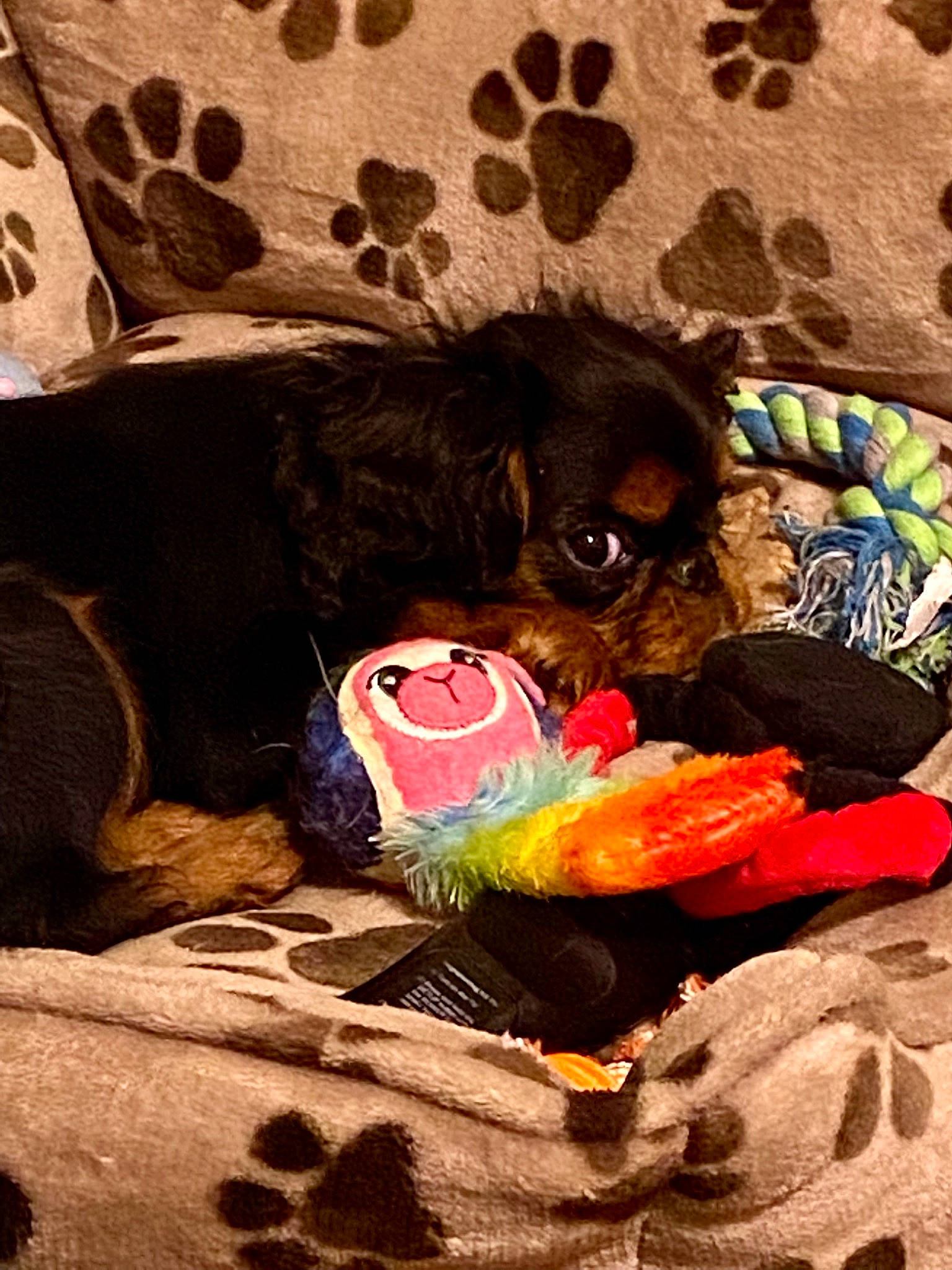 Bougee Coco Bean joined the competition — help win amazing prizes! bag, canidae, carmine, carnivore, comfort, companion_dog, couch, dog, dog_breed, dog_supply, fur, linens, mammal, pattern, sitting, stuffed_toy, toy, toy_dog, vertebrate, working_animal