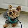 dog, small_dog, yorkshire_terrier, pet, puppy, fur, ears, harness, leash, hoodie, clothing, indoor, rug, white_rug, floor, cabinet, curious, alert, cute, cozy