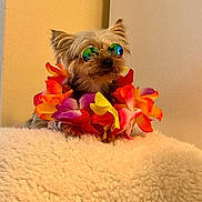 Elijah Beau Fuentes is registered to the contest to win money with this photo: dog, small_dog, sunglasses, flower_lei, colorful, fluffy_surface, indoor, pet, cute, accessory, fur, relaxed, portrait, animal, wearing, vibrant_colors, round_glasses, decorative, cozy, fun