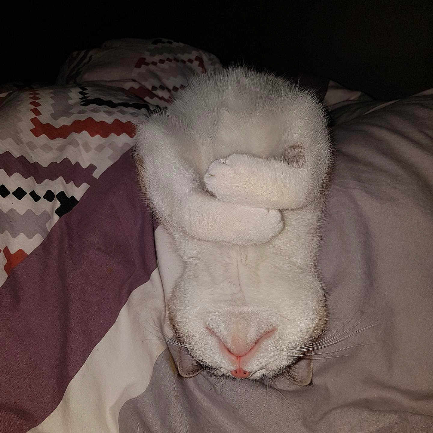 Bidule participe au concours pour gagner de l'argent avec cette photo : cat, white_cat, sleeping, upside_down, paws, fluffy, fur, pink_nose, whiskers, bed, bedroom, blanket, bedding, cozy, indoors, portrait, close_up, resting, cute, funny