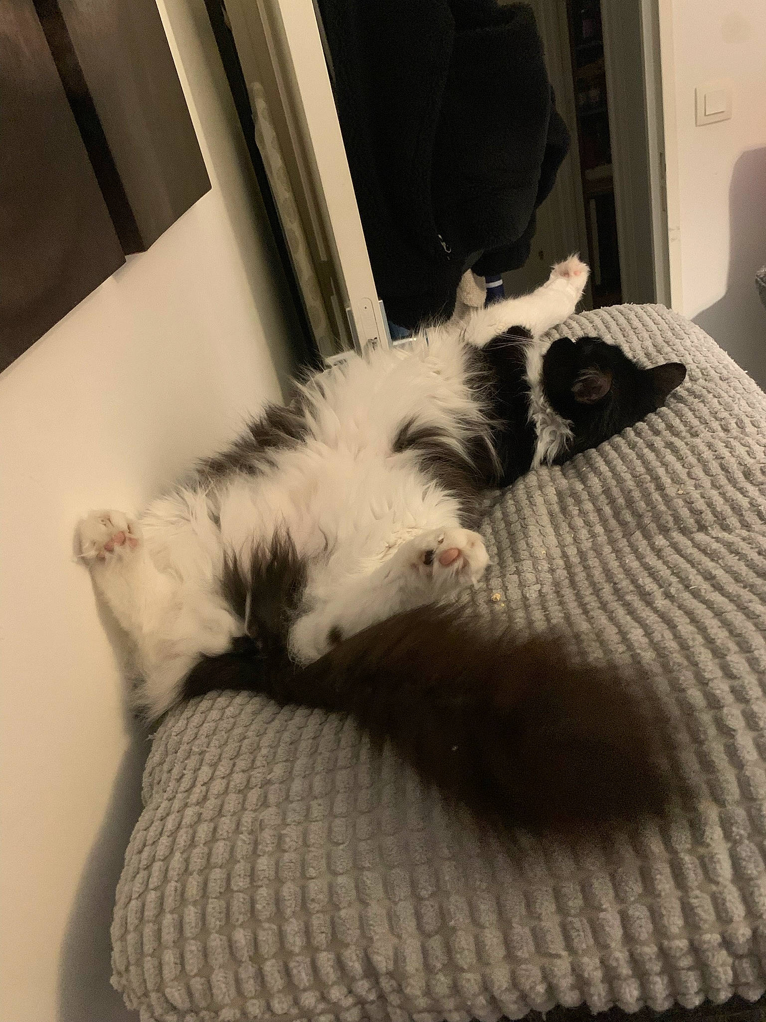 Ivy participe au concours pour gagner de l'argent avec cette photo : carnivore, cat, comfort, companion_dog, dog_breed, domestic_short_haired_cat, felidae, floor, flooring, fur, hardwood, interior_design, paw, room, small_to_medium_sized_cats, snout, tail, whiskers, window, wood