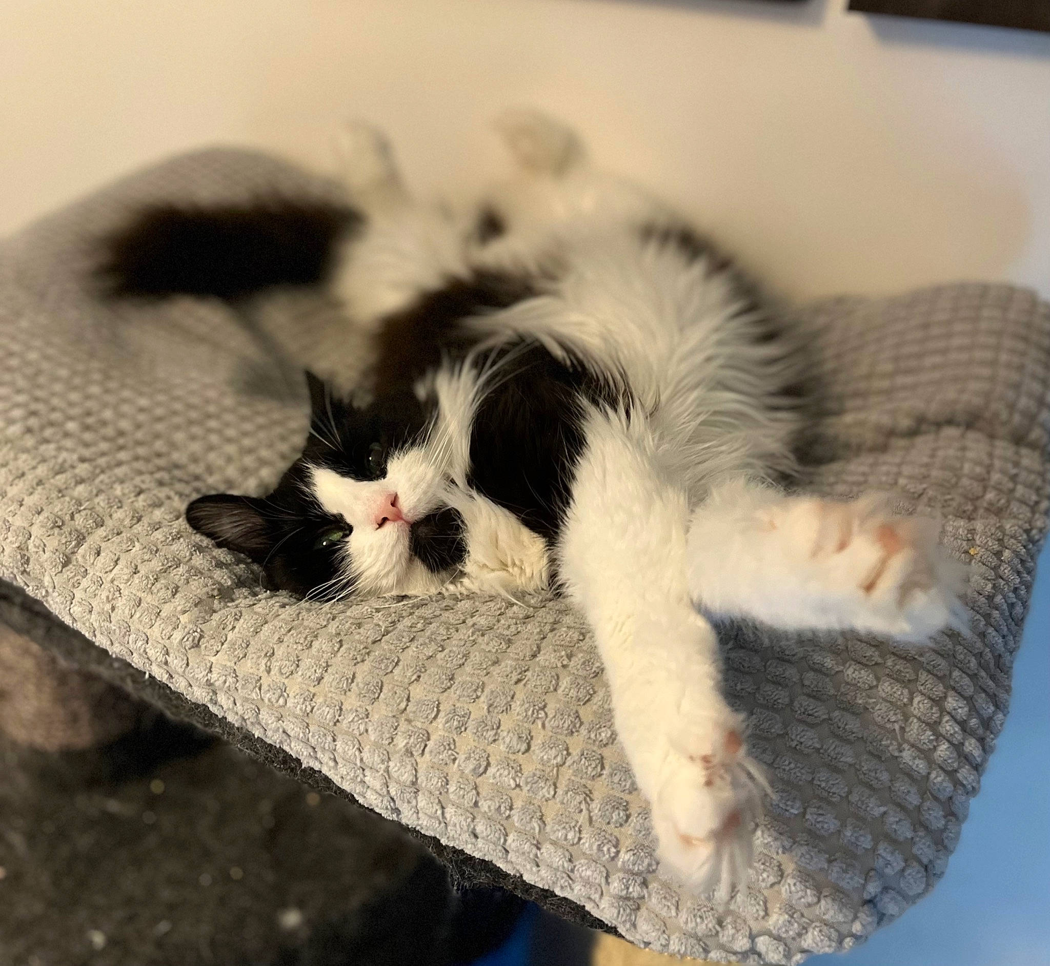 Ivy a rejoint le concours — aidez-le/la à gagner de superbes lots ! carnivore, cat, cat_bed, cat_supply, claw, comfort, domestic_short_haired_cat, felidae, fur, linens, monochrome, monochrome_photography, nap, paw, sitting, small_to_medium_sized_cats, snout, tail, whiskers, wood