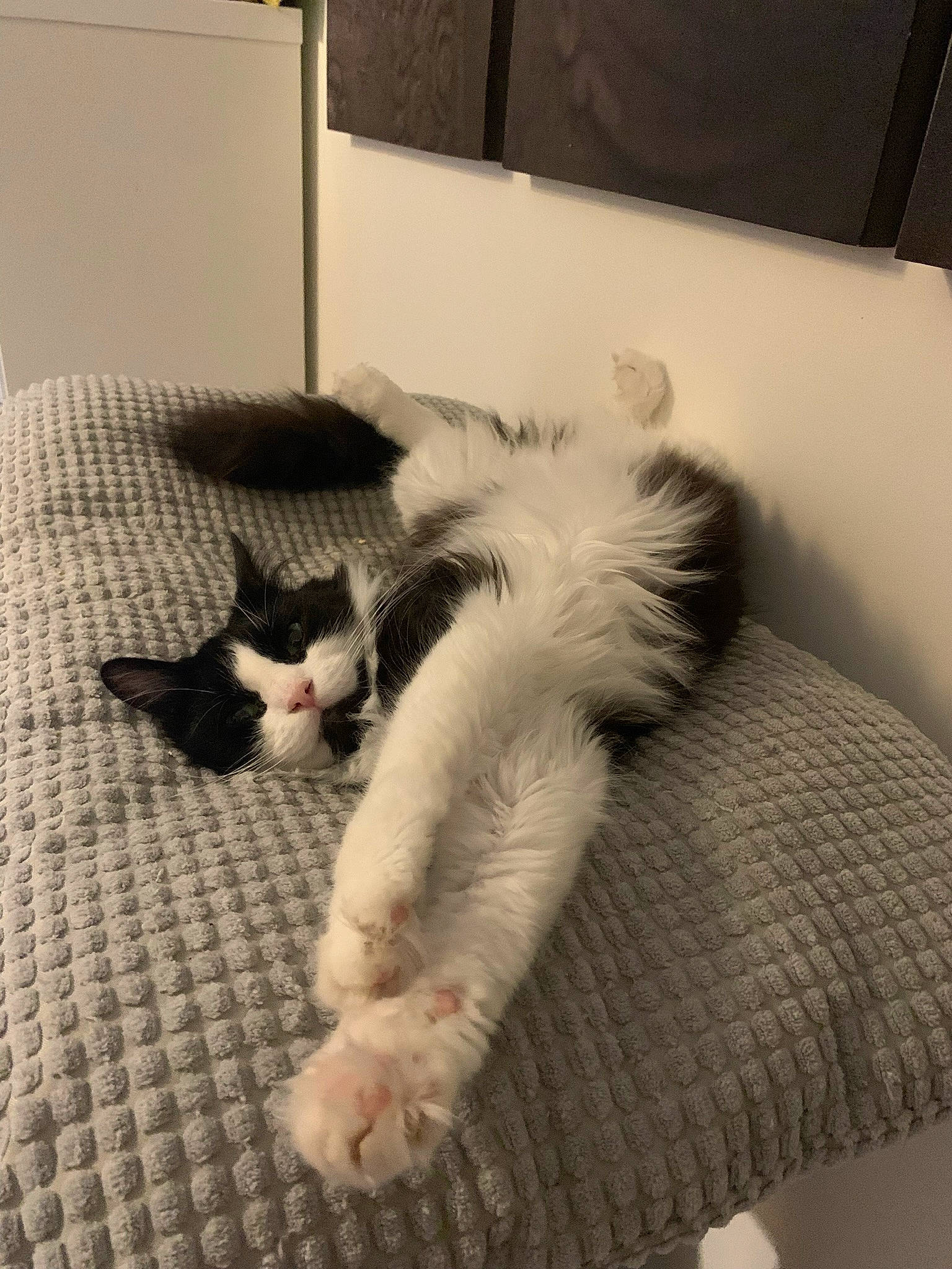 Ivy a rejoint le concours — aidez-le/la à gagner de superbes lots ! canidae, carnivore, cat, claw, comfort, companion_dog, dog_breed, domestic_short_haired_cat, felidae, flooring, fur, linens, nap, paw, room, small_to_medium_sized_cats, snout, sporting_group, tail, whiskers