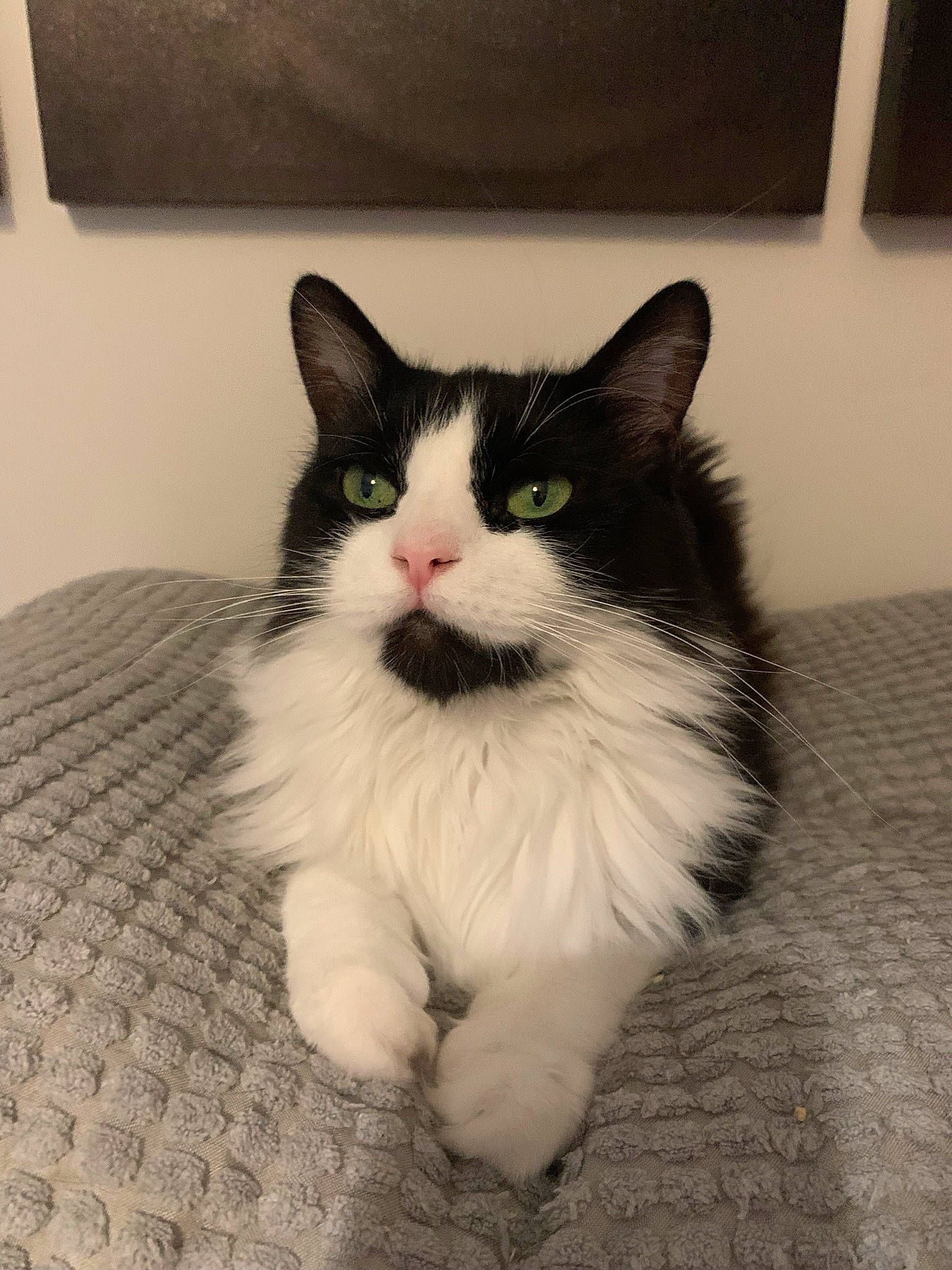 Ivy participe au concours pour gagner de l'argent avec cette photo : carnivore, cat, comfort, domestic_short_haired_cat, eye, felidae, flooring, foot, fur, hardwood, iris, monochrome_photography, paw, sitting, small_to_medium_sized_cats, snout, tail, terrestrial_animal, whiskers, window