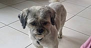 Gaby participe au concours pour gagner de l'argent avec cette photo : bolonka, canidae, carnivore, catalan_sheepdog, companion_dog, dog, dog_breed, glen_of_imaal_terrier, havanese, lhasa_apso, mammal, morkie, non_sporting_group, puppy, schnoodle, shih_tzu, sporting_lucas_terrier, tibetan_terrier, toy_dog, vertebrate