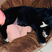 Zaraki a rejoint le concours — aidez-le/la à gagner de superbes lots ! animal, bed, black_dog, blanket, cozy, cute, dog, fur, indoor, nose, paw, pet, pig_toy, pink_toy, puppy, relaxation, resting, sleep, sleeping, toy