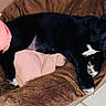 animal, bed, black_dog, blanket, cozy, cute, dog, fur, indoor, nose, paw, pet, pig_toy, pink_toy, puppy, relaxation, resting, sleep, sleeping, toy