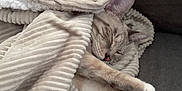 Mylo joined the competition — help win amazing prizes! animal, blanket, cat, closeup, comfort, couch, cozy, cute, feline, fur, indoor, nap, paw, pet, relaxing, resting, sleeping, soft_texture, tabby, whiskers