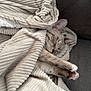 animal, blanket, cat, closeup, comfort, couch, cozy, cute, feline, fur, indoor, nap, paw, pet, relaxing, resting, sleeping, soft_texture, tabby, whiskers