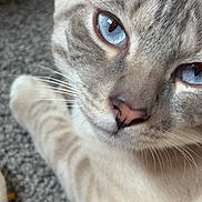 Mylo is registered to the contest to win money with this photo: animal, blue_eyes, carpet, cat, close_up, cute, domestic_animal, face, feline, fur, indoor, laying, mammal, nose, pet, portrait, relaxed, soft_texture, whisker, whiskers
