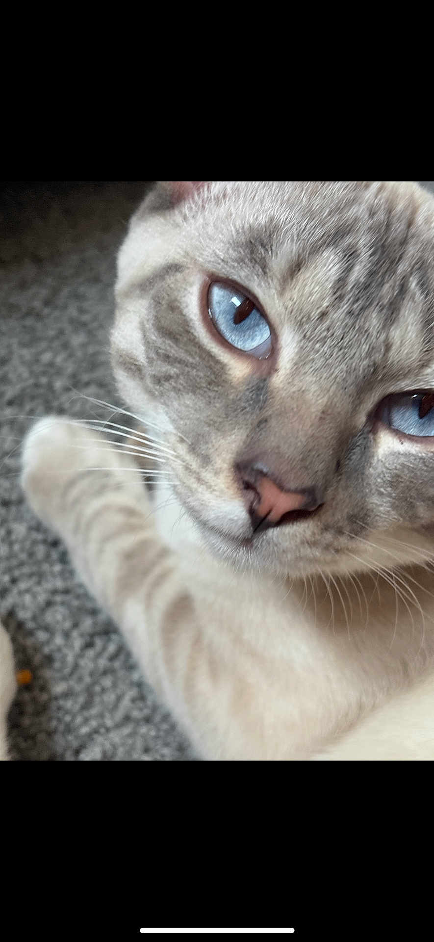 Mylo
