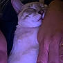 Mylo joined the competition — help win amazing prizes! animal, cat, closeup, comfort, cozy, domestic_animal, face, fur, hand, indoor, nap, paw, person, pet, purple_light, relaxation, resting, sleeping, snuggle, whiskers