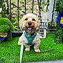 dog, artificial_grass, topiary, greenery, pet_harness, bandana, sign, stick, outdoor, cute, smiling, small_dog, leash, decor, plant, fence, playful, pet, nature, happy