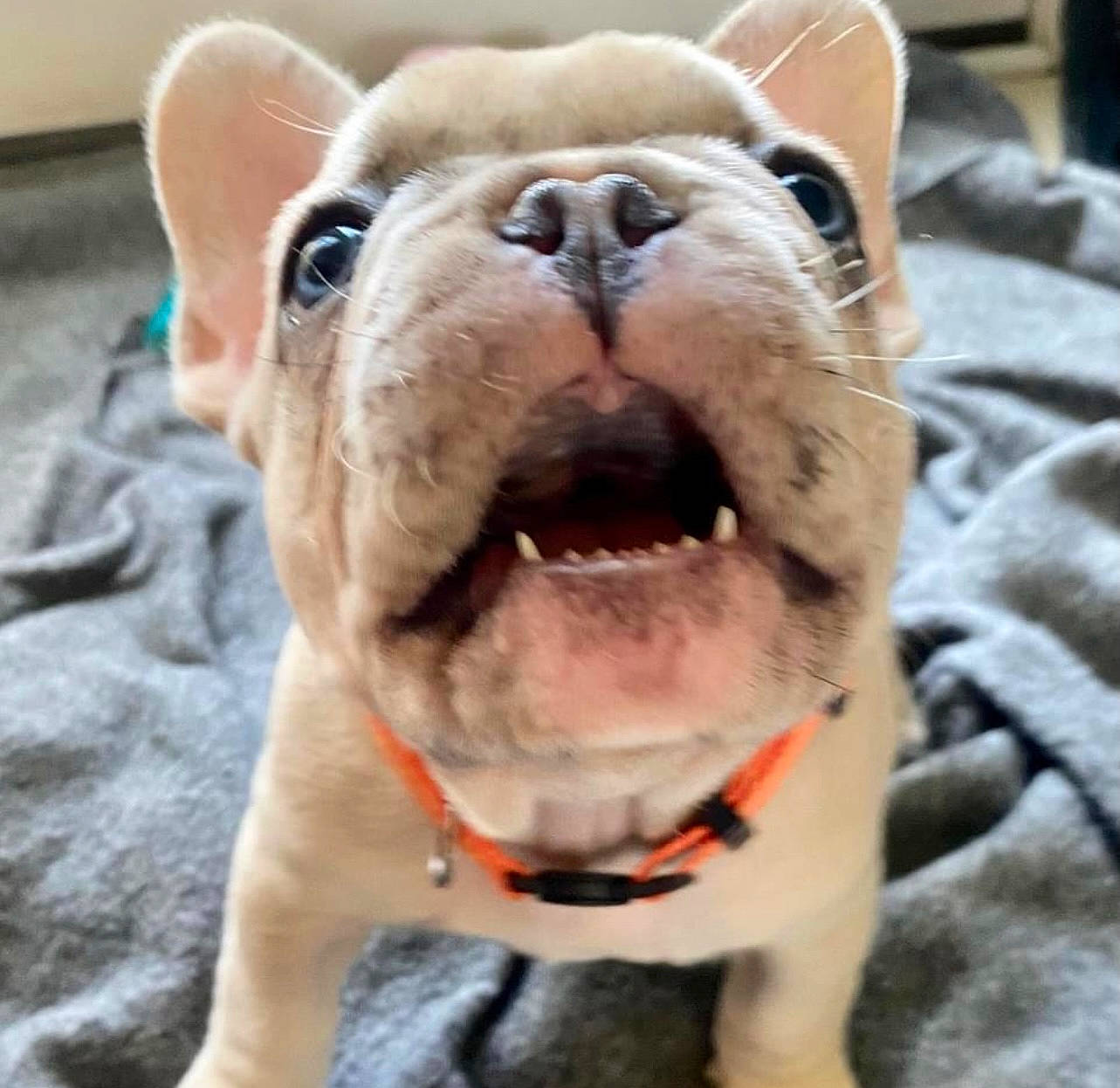 Louie is registered to the contest to win money with this photo: carnivore, collar, companion_dog, dog, dog_breed, dog_collar, ear, fang, fawn, felidae, head, jaw, leash, pet_supply, snout, sporting_group, terrestrial_animal, whiskers, working_animal, wrinkle