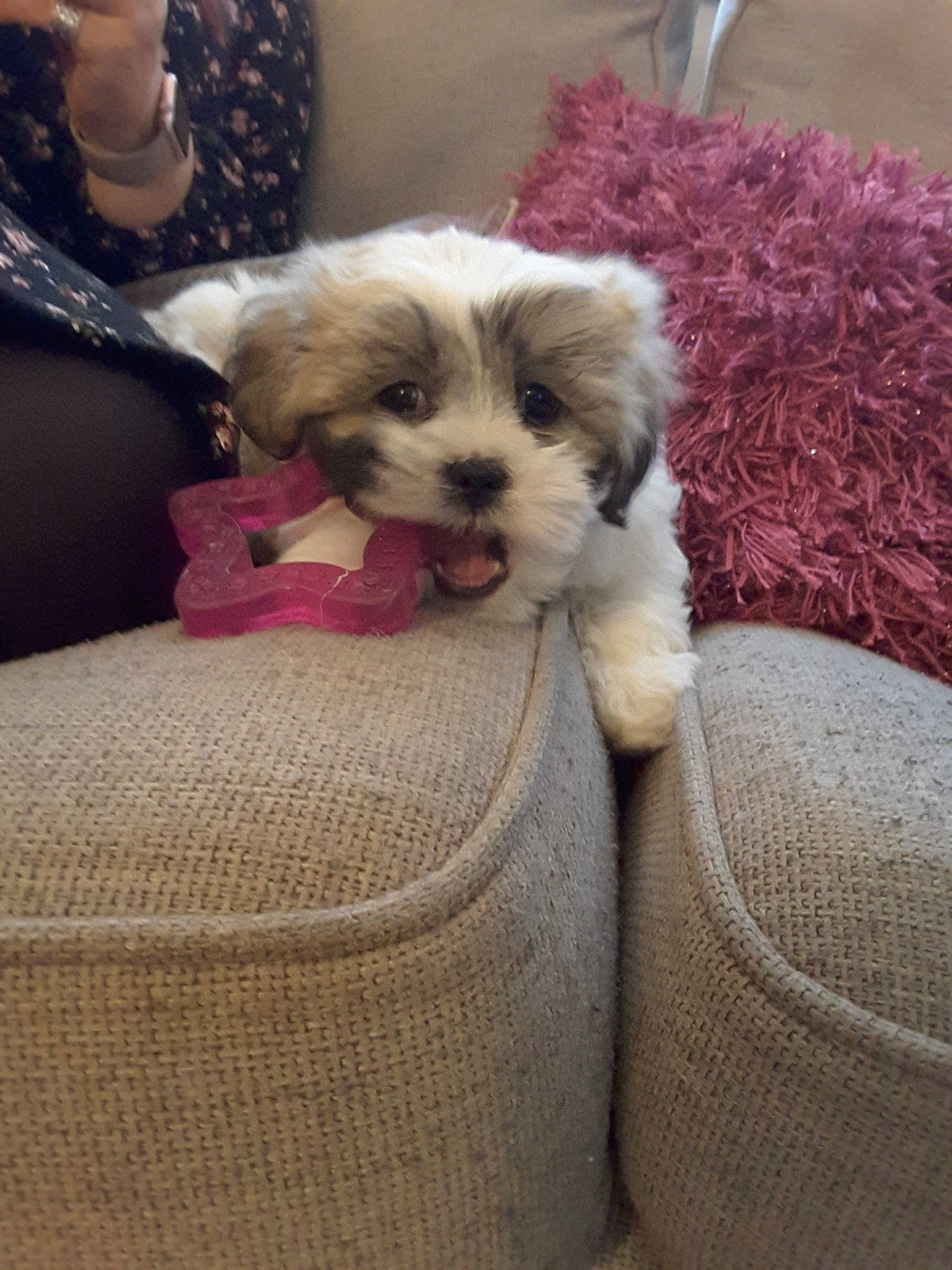 Bryn is registered to the contest to win money with this photo: canidae, carnivore, cavachon, companion_dog, dog, dog_breed, havanese, kyi_leo, mal_shi, maltepoo, mammal, morkie, petit_basset_griffon_vendeen, puppy, schnoodle, shih_poo, shih_tzu, sporting_lucas_terrier, tibetan_terrier, vertebrate