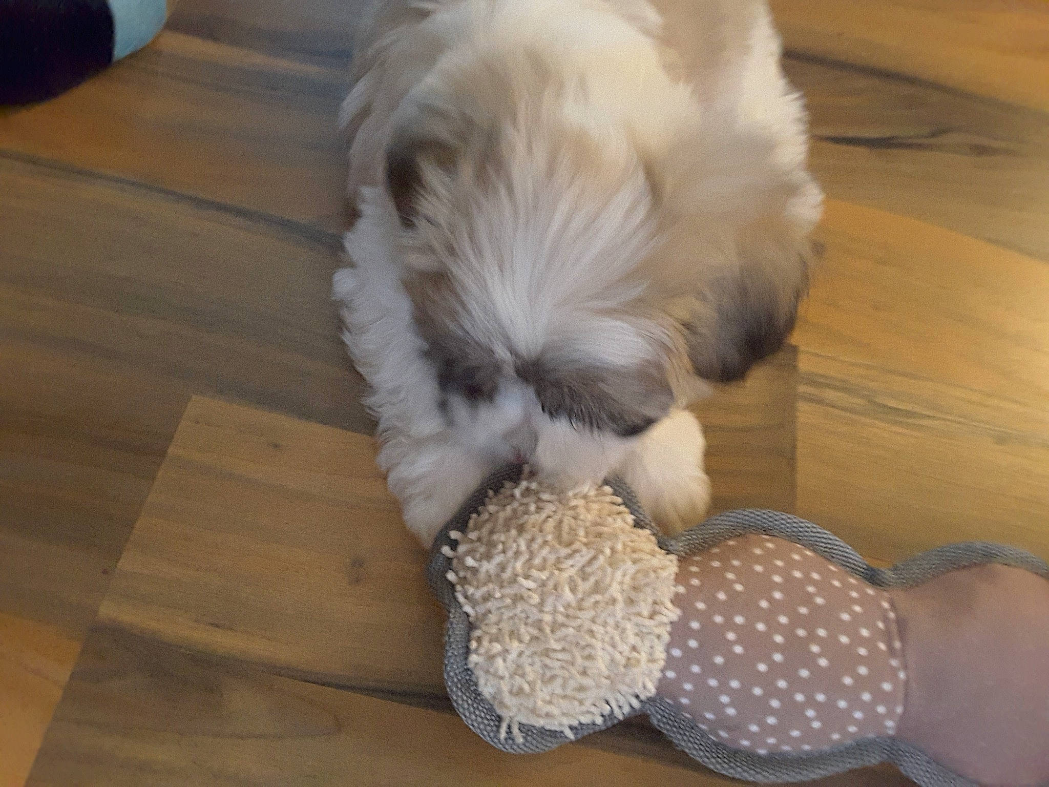 Bryn is registered to the contest to win money with this photo: canidae, carnivore, chinese_imperial_dog, cockapoo, companion_dog, dog, dog_breed, havanese, lhasa_apso, maltepoo, maltese, mammal, non_sporting_group, puppy, schnoodle, shih_tzu, sporting_group, sporting_lucas_terrier, tibetan_terrier, toy_dog