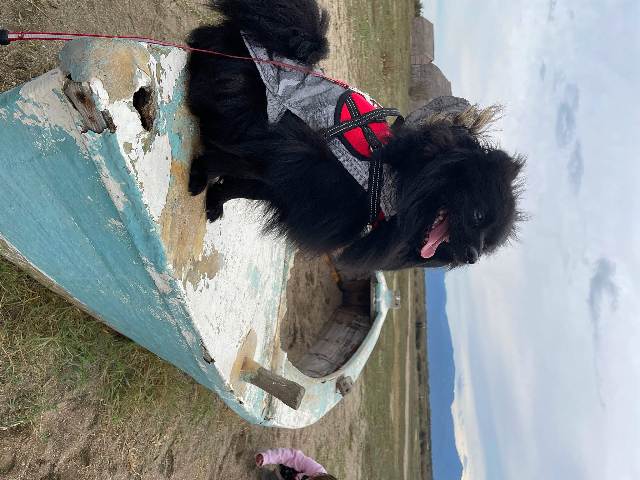 Rocky a rejoint le concours — aidez-le/la à gagner de superbes lots ! adventure, canidae, carnivore, cloud, collar, dog, dog_breed, dog_collar, fun, fur, leash, pet_supply, recreation, sky, snout, snow, sporting_group, winter, wood, working_animal