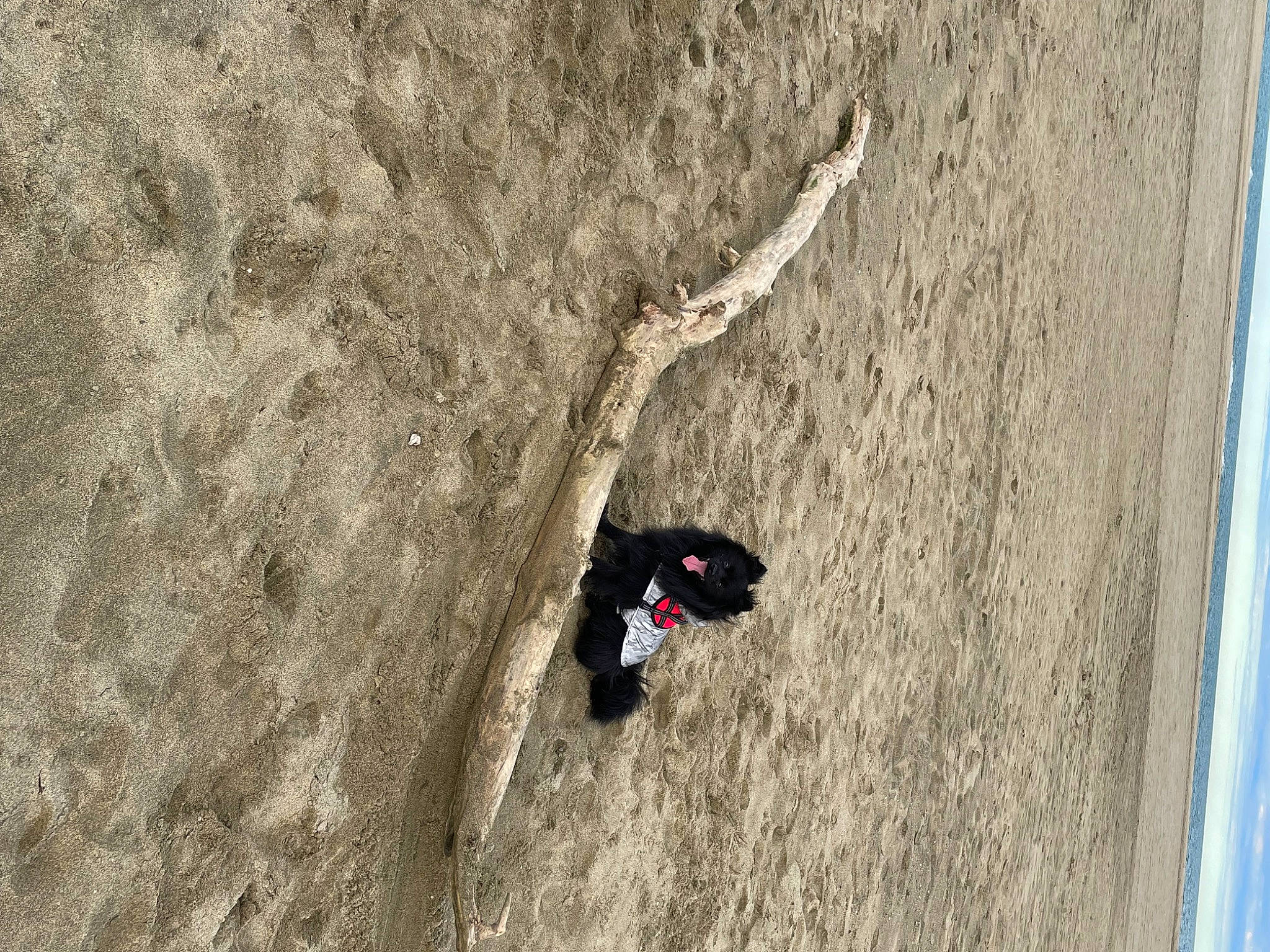 Rocky participe au concours pour gagner de l'argent avec cette photo : adventure, bedrock, climbing, concrete, extreme_sport, fun, grey, landscape, recreation, rock, rock_climbing_equipment, sand, shadow, slope, soil, sport_climbing, sports, tree, trunk, wood