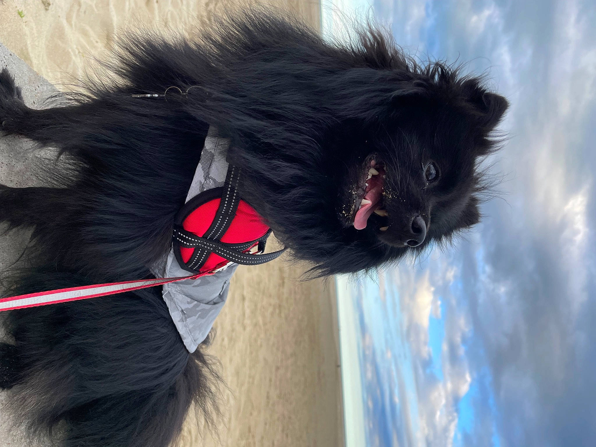 Rocky a rejoint le concours — aidez-le/la à gagner de superbes lots ! canidae, carnivore, cloud, collar, companion_dog, dog, dog_breed, dog_collar, dog_supply, feather, fur, leash, liver, sky, snout, sporting_group, sunglasses, tail, whiskers, working_animal