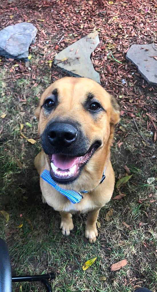 Ramsey is registered to the contest to win money with this photo: adventure, canidae, carnivore, collar, companion_dog, dog, dog_breed, dog_collar, electric_blue, fawn, fur, grass, guard_dog, hat, plant, snout, soil, sporting_group, whiskers, working_dog