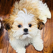 Tito joined the competition — help win amazing prizes! puppy, dog, fluffy, white, tan, cute, pet, animal, fur, small, floor, wooden_floor, indoor, looking_up, sitting, adorable, young, face, black_nose, ears