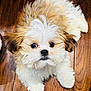 puppy, dog, fluffy, white, tan, cute, pet, animal, fur, small, floor, wooden_floor, indoor, looking_up, sitting, adorable, young, face, black_nose, ears