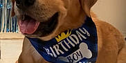 Poe Barraza joined the competition — help win amazing prizes! accessories, animal, bandana, beagle, boxer, bulldog, canine, dog, goldenretriever, headband, hound, indoors, interiordesign, labradorretriever, person, pet, policedog, puppy, snout, walkingdog