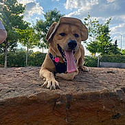 Poe Barraza is registered to the contest to win money with this photo: animal, canine, clouds, collar, daytime, dog, greenery, happy, hat, leash, nature, outdoor, pet, playful, relaxed, rock, sky, sunny, tongue_out, trees