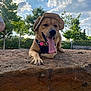 animal, canine, clouds, collar, daytime, dog, greenery, happy, hat, leash, nature, outdoor, pet, playful, relaxed, rock, sky, sunny, tongue_out, trees