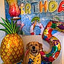 Poe Barraza joined the competition — help win amazing prizes! background, balloons, bandana, birthday, blue, canine, celebration, decorations, dog, festive, happy, indoor, number_5_balloon, orange, party, pineapple_balloon, pool, smiling, tropical, yellow