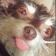 Rosebud is registered to the contest to win money with this photo: dog, canine, pet, animal, face, portrait, tongue, smiling, funny, silly, derpy, fluffy, fur, brown_and_white, close_up, indoors, playful, eyes, nose, adorable