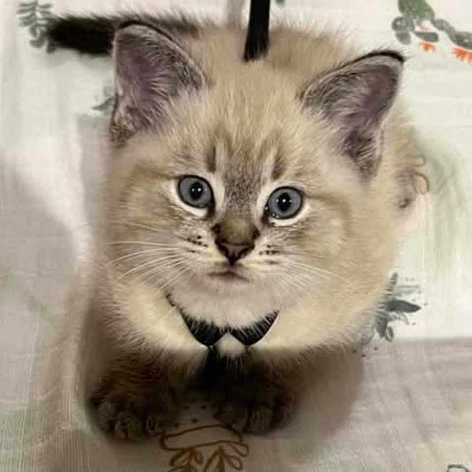 Cloud is registered to the contest to win money with this photo: kitten, cat, blue_eyes, fluffy, bow_tie, pet, cute, animal, domestic_cat, feline, young_cat, whiskers, ears, paws, fur, portrait, indoor, looking_up, sitting, close_up