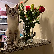 Nena joined the competition — help win amazing prizes! brown, cat, countertop, curious, decor, feline, flower, glass, indoor, kitchen, leaf, pet, plant, rose, shadow, stem, table, vase, wall, white