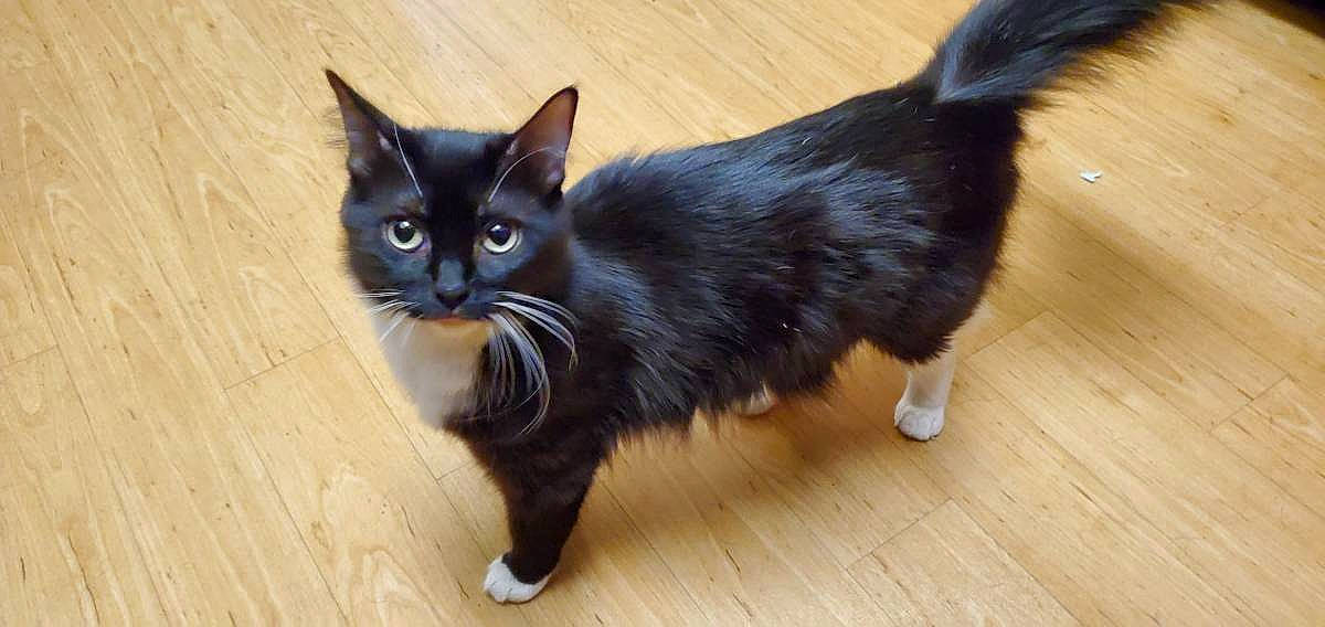 Boo Boo joined the competition — help win amazing prizes! asian, asian_semi_longhair, black_cat, bombay, carnivore, cat, cymric, domestic_long_haired_cat, domestic_short_haired_cat, felidae, kitten, mammal, napoleon_cat, norwegian_forest_cat, polydactyl_cat, ragamuffin, small_to_medium_sized_cats, tail, vertebrate, whiskers