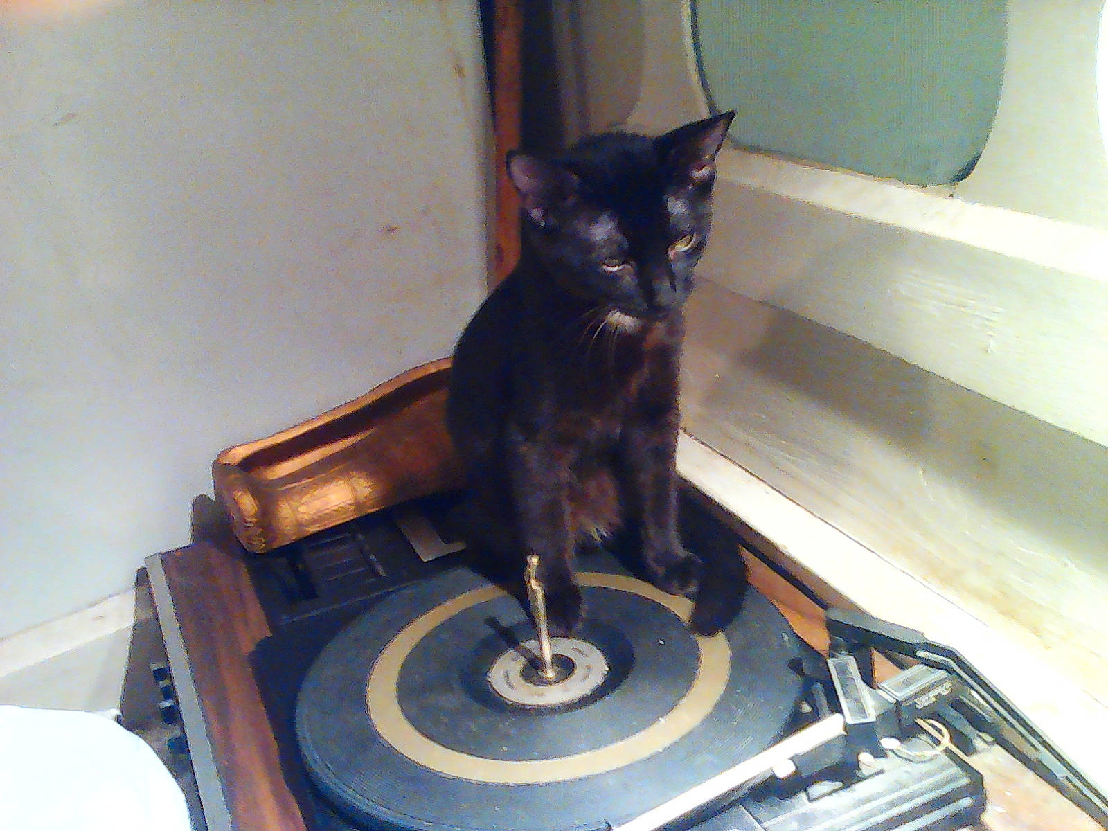 Shambalaya Snoball joined the competition — help win amazing prizes! asian, black_cat, carnivore, cat, domestic_short_haired_cat, felidae, small_to_medium_sized_cats, whiskers