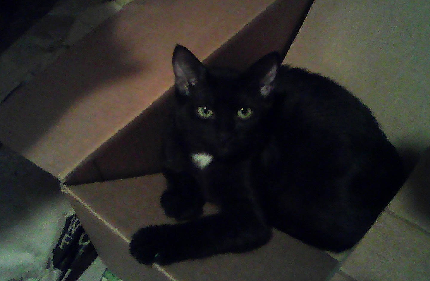 Shambalaya Snoball is registered to the contest to win money with this photo: asian, black, black_cat, bombay, burmese, carnivore, cat, domestic_short_haired_cat, eye, felidae, korat, mammal, polydactyl_cat, small_to_medium_sized_cats, snout, tail, vertebrate, whiskers