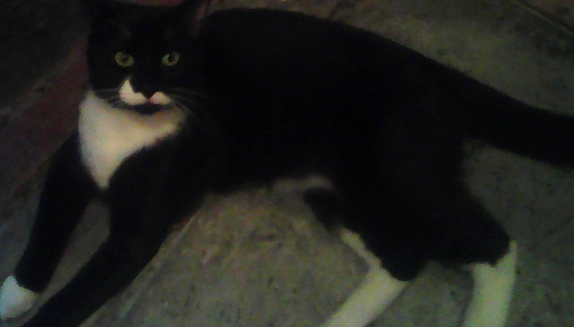 Dirk is registered to the contest to win money with this photo: black, black_cat, bombay, carnivore, cat, domestic_long_haired_cat, domestic_short_haired_cat, eye, felidae, fur, kitten, mammal, polydactyl_cat, small_to_medium_sized_cats, snout, tail, vertebrate, whiskers