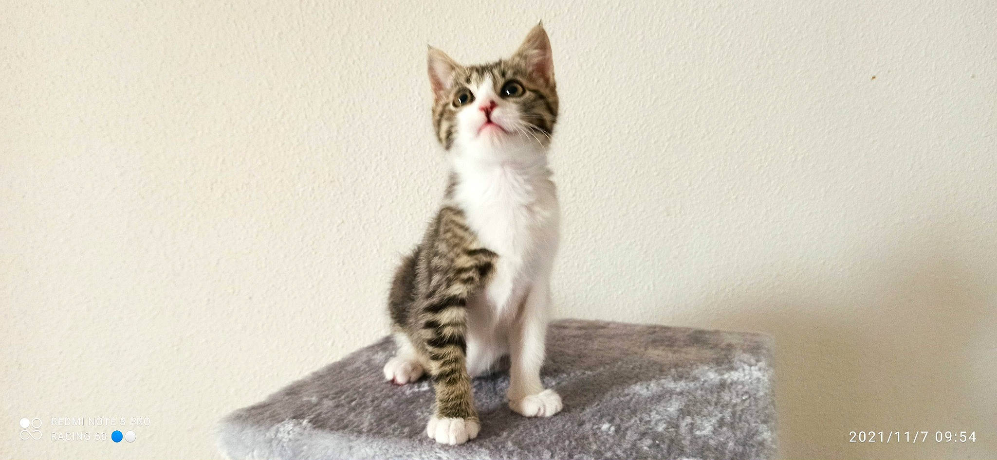 Scout a rejoint le concours — aidez-le/la à gagner de superbes lots ! carnivore, cat, domestic_short_haired_cat, felidae, fur, grey, paw, small_to_medium_sized_cats, snout, tail, terrestrial_animal, whiskers, window