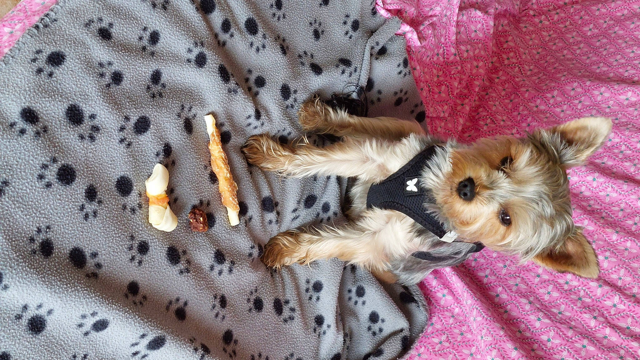 Sacha participe au concours pour gagner de l'argent avec cette photo : biewer_terrier, canidae, carnivore, comfort, companion_dog, dog, dog_breed, dog_supply, fawn, fur, pattern, paw, small_terrier, sporting_group, terrestrial_animal, terrier, toy_dog, working_animal, yorkipoo