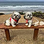 dog, small_dog, fluffy, bench, beach, ocean, waves, cloudy_sky, sand, harness, outdoor, pets, nature, two_animals, animal_portrait, fur, sitting, cute, companions, daytime