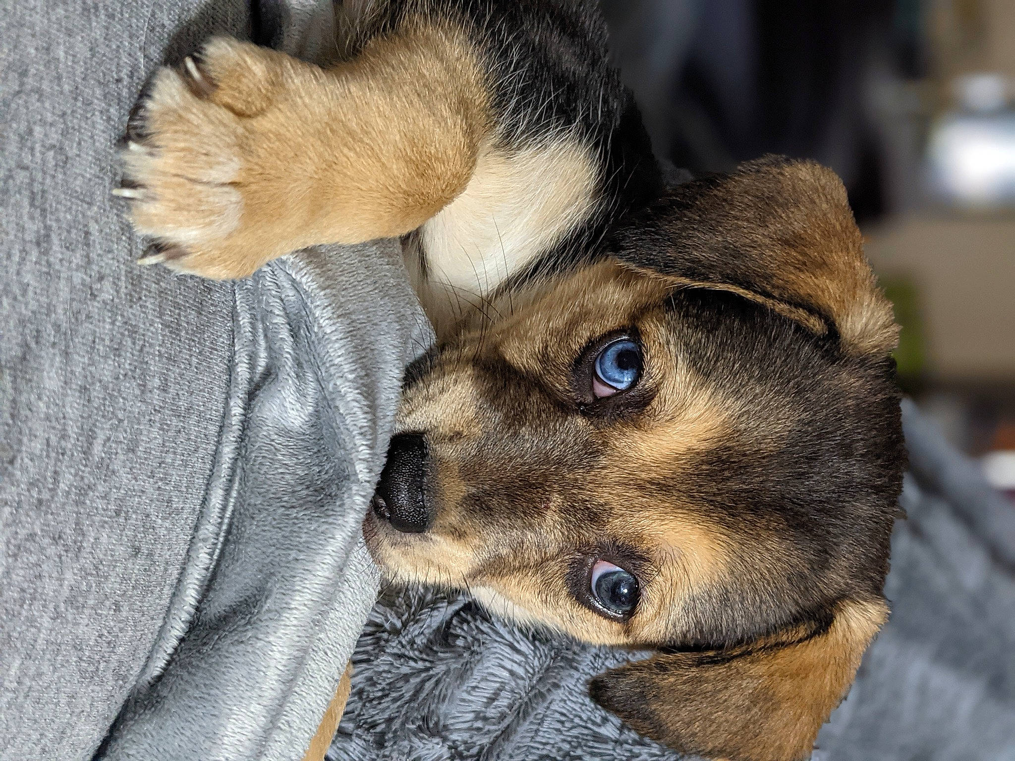 Sakura is registered to the contest to win money with this photo: canidae, carnivore, comfort, companion_dog, dog, dog_breed, ear, eye, fawn, felidae, fur, head, paw, small_to_medium_sized_cats, snout, sporting_group, street_dog, tail, terrestrial_animal, whiskers