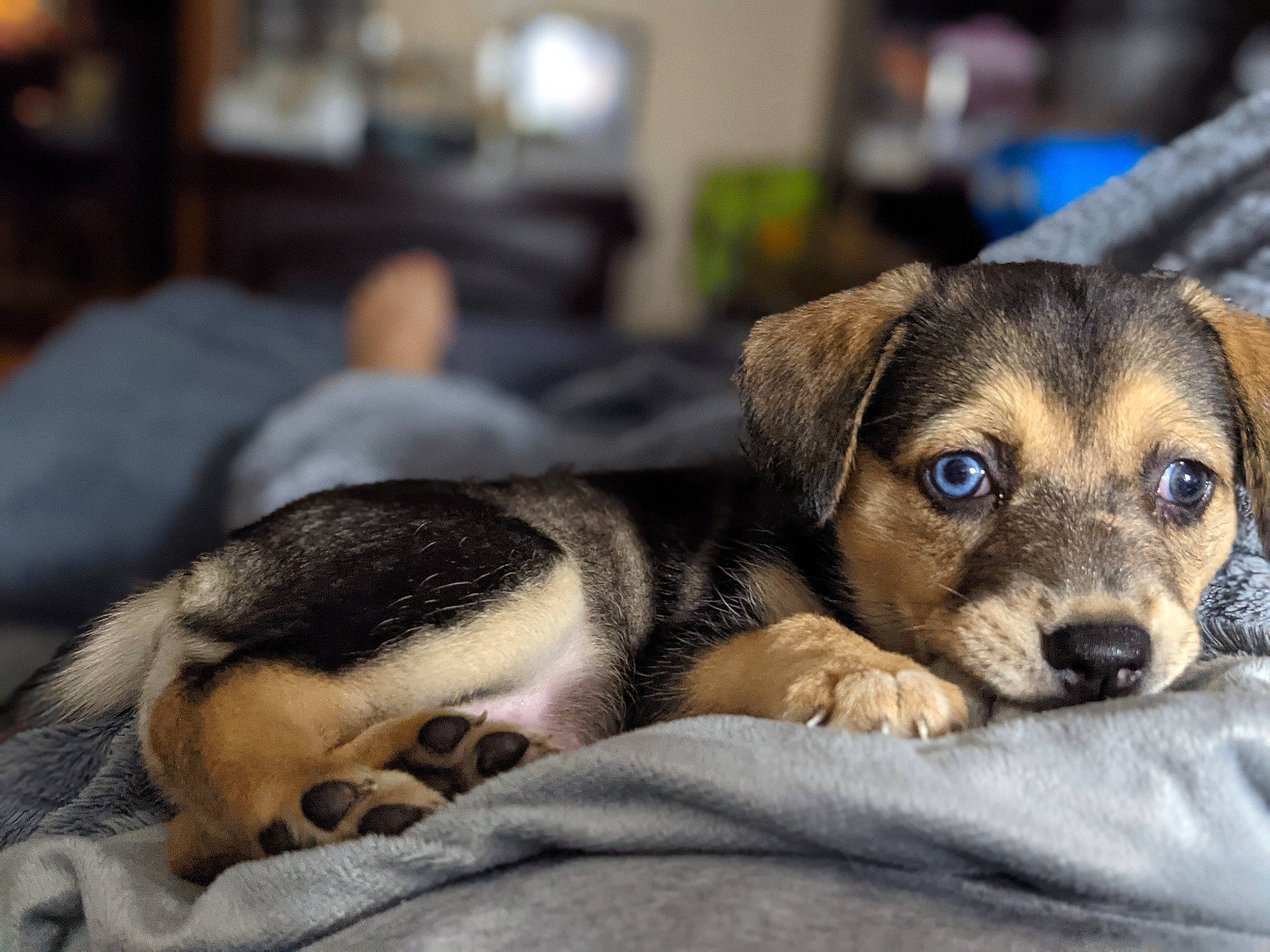 Sakura is registered to the contest to win money with this photo: bored, canidae, carnivore, comfort, companion_dog, dog, dog_breed, fawn, fur, grey, paw, puppy, snout, sporting_group, terrestrial_animal, whiskers, working_animal