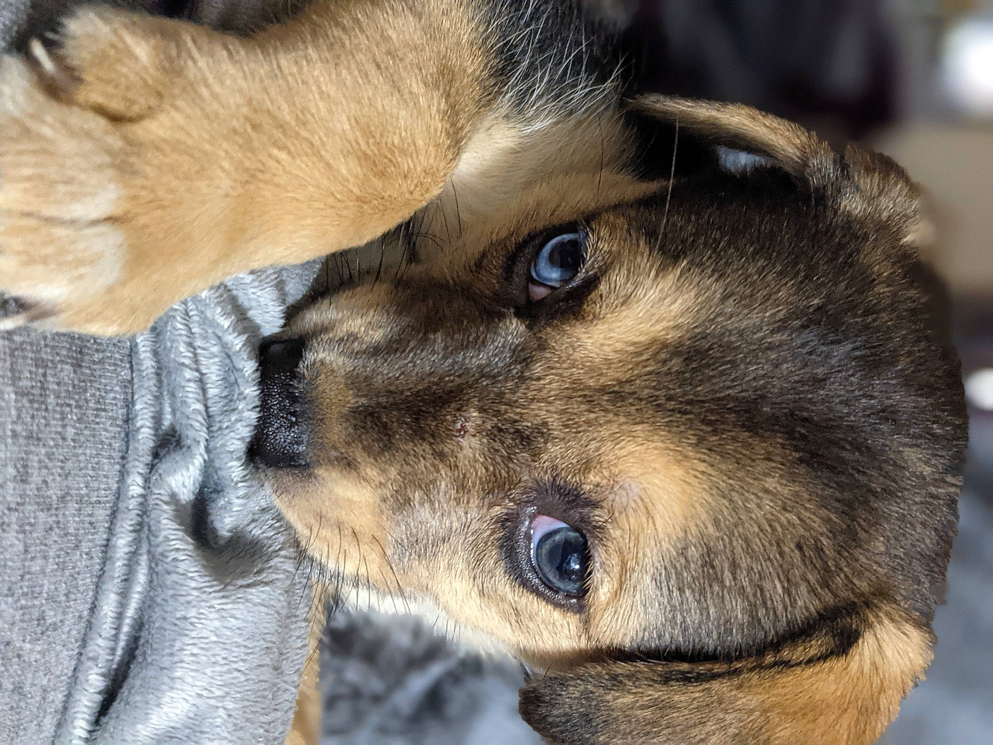 Sakura joined the competition — help win amazing prizes! canidae, carnivore, companion_dog, dog, dog_breed, domestic_short_haired_cat, ear, eyelash, fawn, felidae, fur, gesture, paw, puppy, small_to_medium_sized_cats, sporting_group, terrestrial_animal, whiskers, wildlife, working_animal