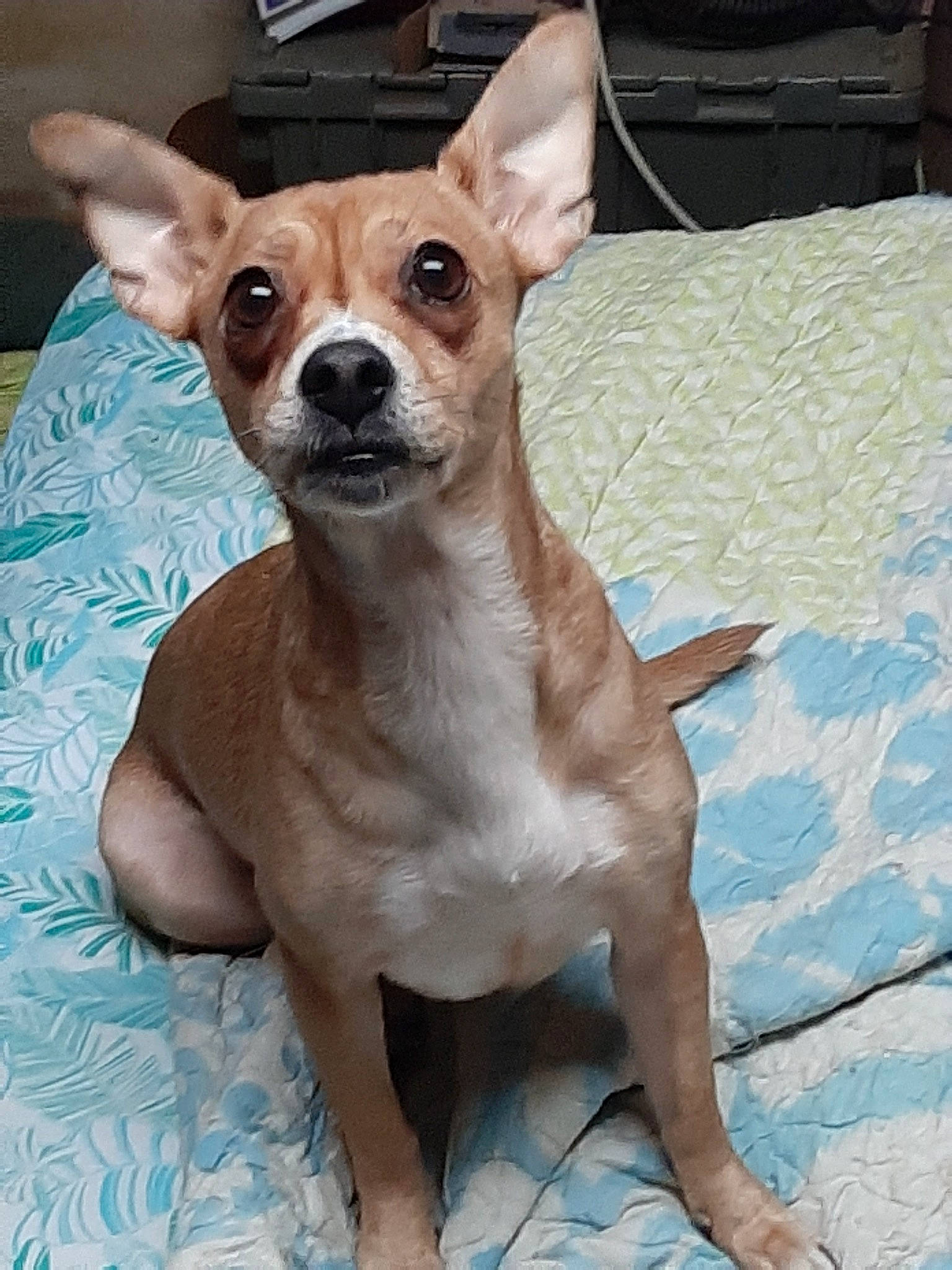 Maddie is registered to the contest to win money with this photo: american_hairless_terrier, ancient_dog_breeds, canidae, carnivore, chihuahua, companion_dog, corgi_chihuahua, dog, dog_breed, english_toy_terrier, fawn, feist, mammal, miniature_fox_terrier, rare_breed_dog, russkiy_toy, snout, toy_dog, vertebrate, whiskers