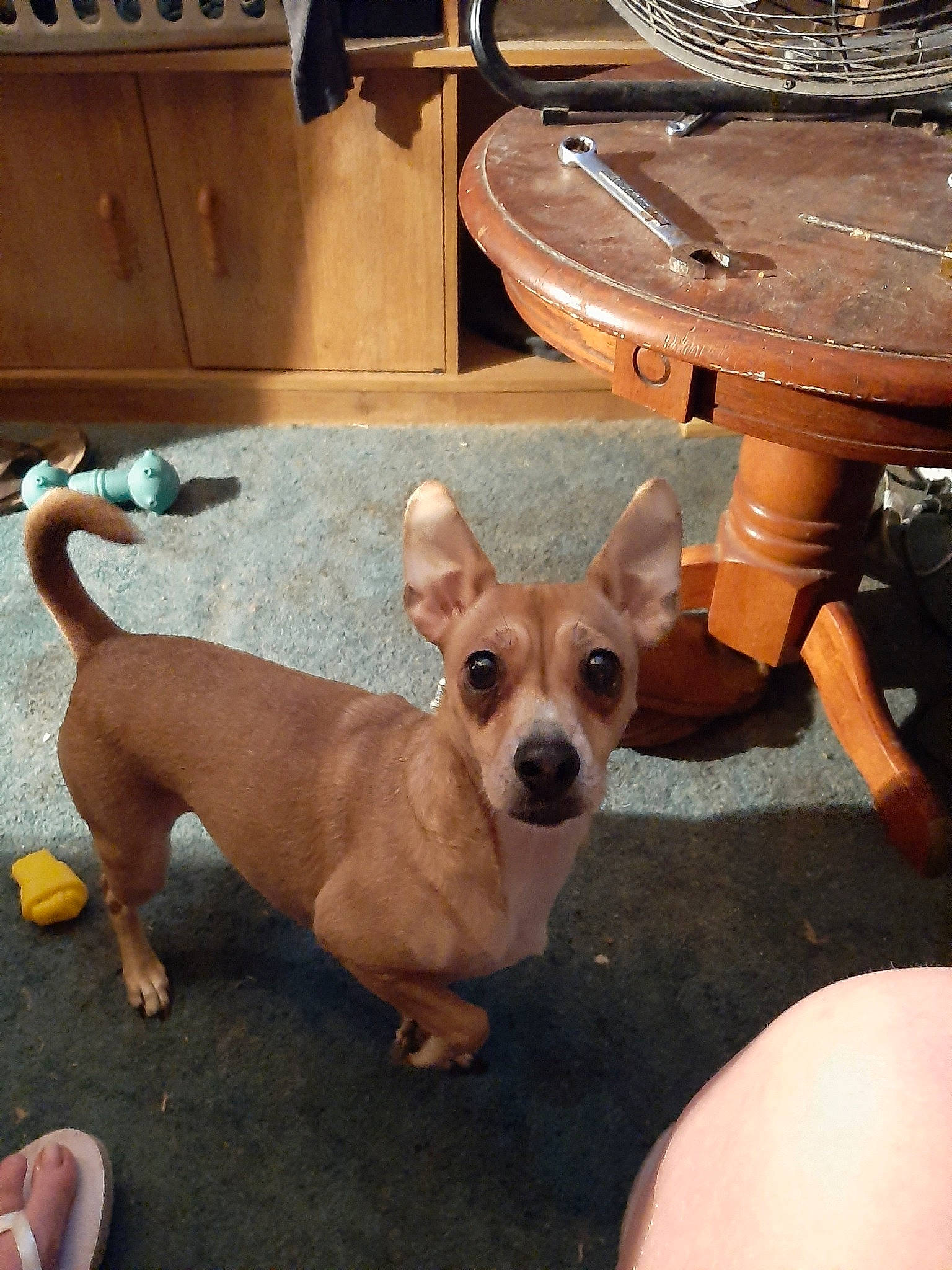 Maddie is registered to the contest to win money with this photo: ancient_dog_breeds, canidae, cardigan_welsh_corgi, carnivore, chihuahua, companion_dog, corgi_chihuahua, dog, dog_breed, fawn, feist, mammal, miniature_fox_terrier, pembroke_welsh_corgi, puppy, snout, toy_dog, vertebrate, welsh_corgi