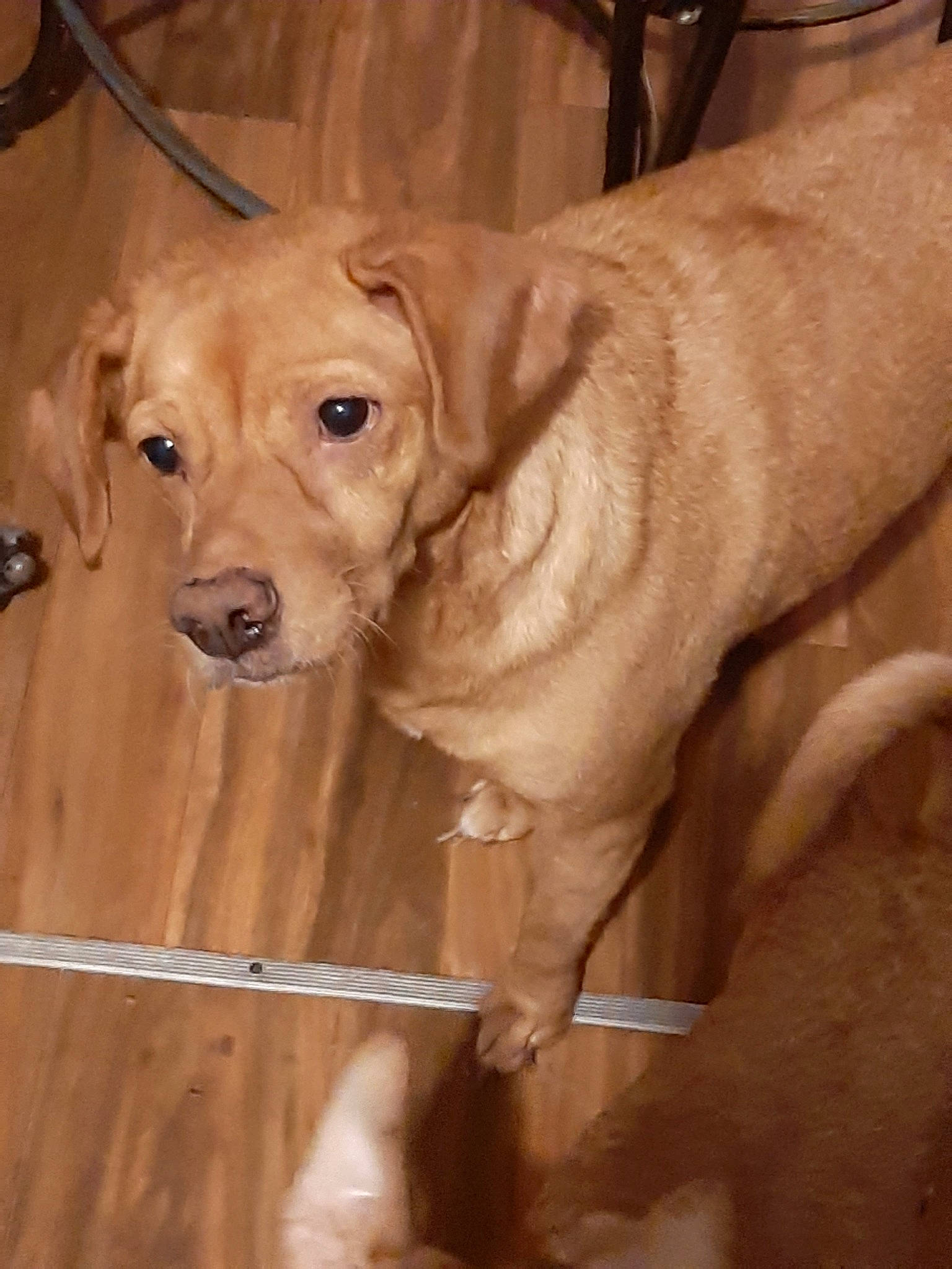 Sandy joined the competition — help win amazing prizes! canidae, carnivore, companion_dog, dog, dog_breed, fawn, labrador_retriever, mammal, portuguese_pointer, retriever, snout, sporting_group