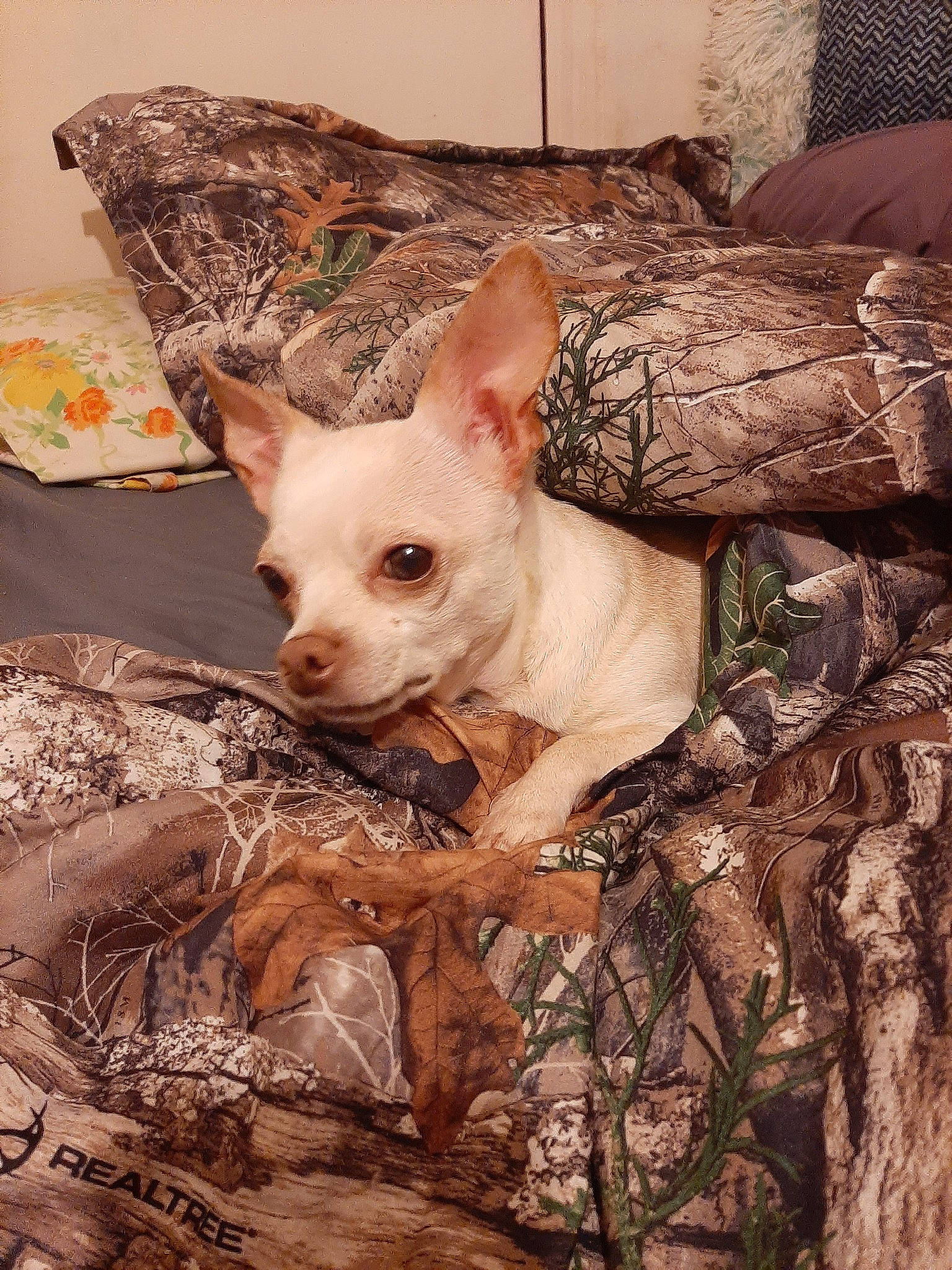 Lily joined the competition — help win amazing prizes! american_hairless_terrier, canidae, carnivore, chihuahua, companion_dog, dog, dog_breed, fawn, mammal, puppy, toy_dog, vertebrate