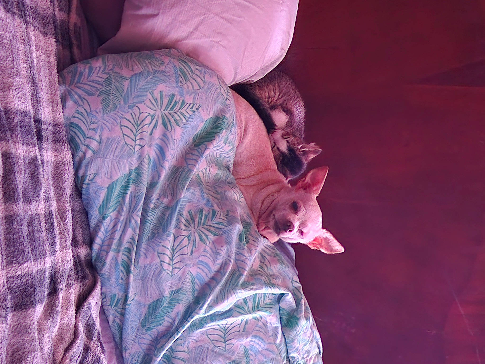 Lily joined the competition — help win amazing prizes! carmine, carnivore, comfort, darkness, fawn, felidae, flesh, fur, linens, magenta, pattern, purple, room, sitting, sleeve, small_to_medium_sized_cats, tail, toy, tree, whiskers